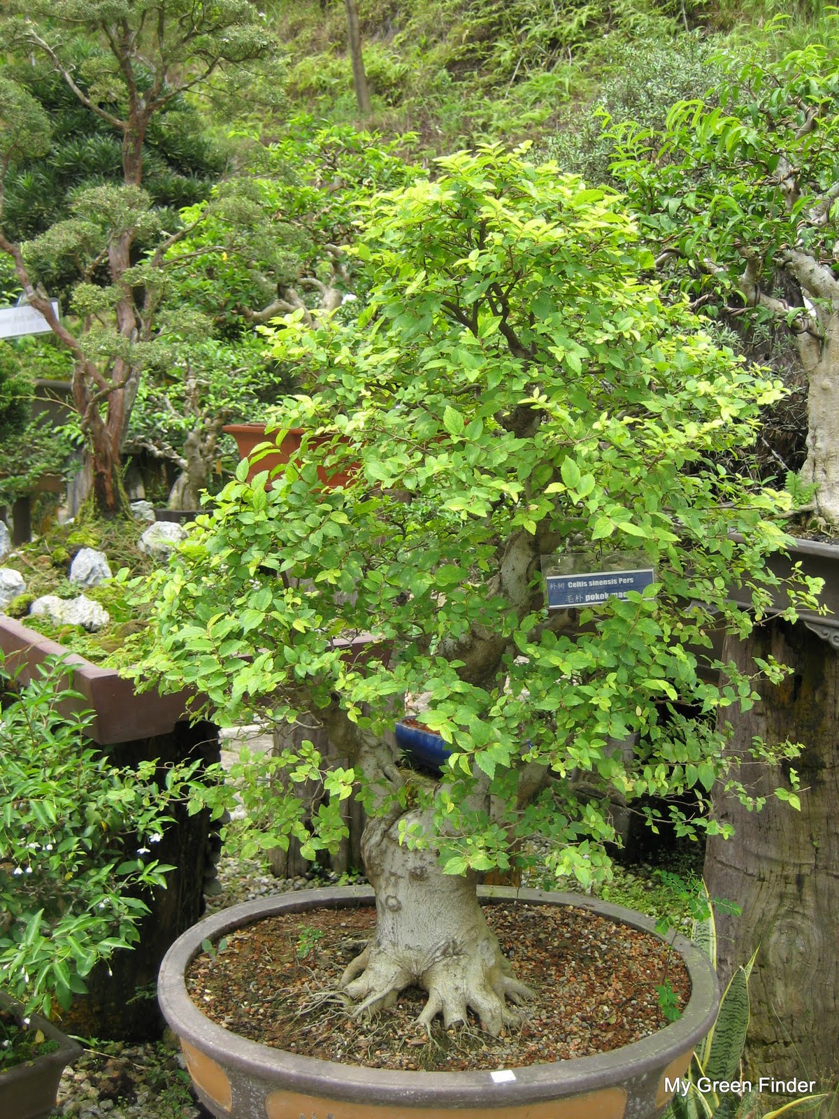 MY GREEN FINDER Plant Vendors Sanfong Bonsai & Art Garden