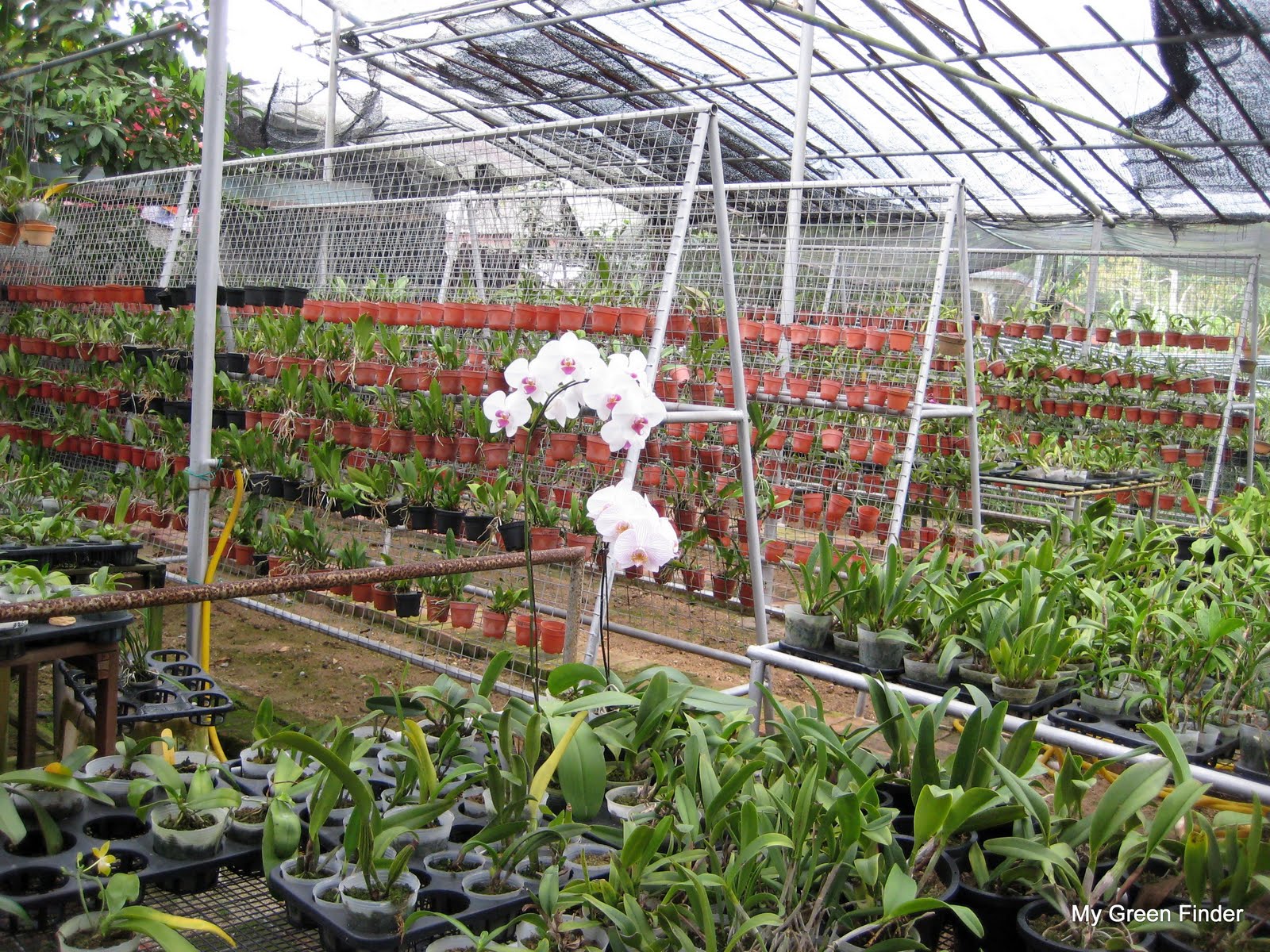 MY GREEN FINDER Plant Vendors Life Style Orchids Nursery