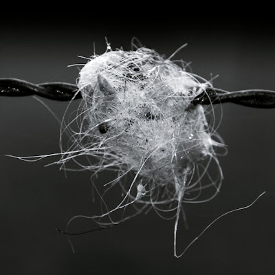barbed wire, poils de vache accrochés à du fil de fer barbelé,  photo © dominique houcmant