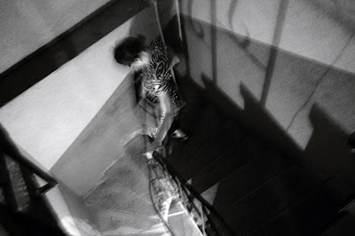 a girl on a dark staircase, une fille dans un sombre escalier, photo © dominique houcmant
