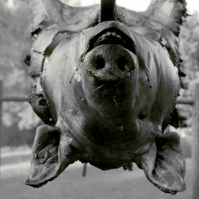 photo d'un cochon à la broche, pig, photo © dominique houcmant