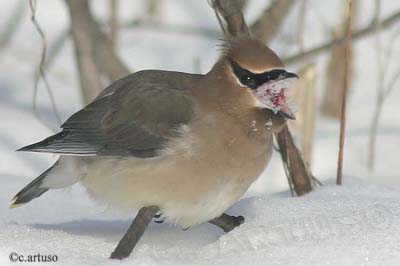 [Cedar+Waxwing_Artuso+3.jpg]