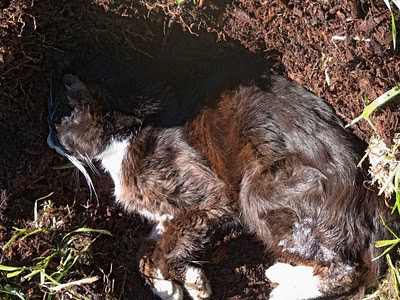 The burial of Shemp, tuxedo cat - he is laid to rest