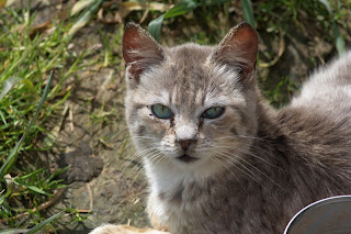 Portrait of a silver tabby feral kitten