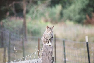fence-sitting feral cat