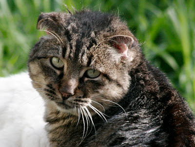 feral tom cat tabby PUNK portrait cat photo