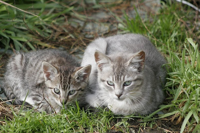 Two feral tabby kittens photo by Pagani, all rights reserved - please do not take!