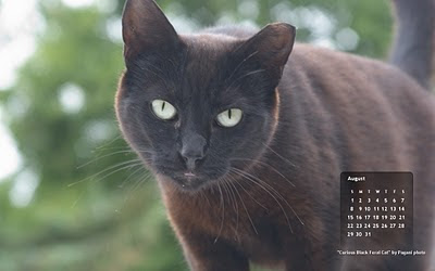 Black Feral Cat Free August Wallpaper Desktop Calendar.. click the image, then right click and Save As Desktop Background