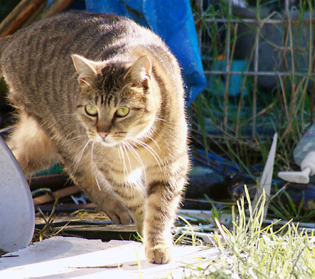 in action, beautiful brown tabby runs