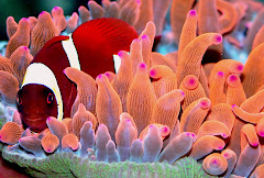 Yellowstripe Maroon Clownfish w/ Rose Bubble Tip Anemone