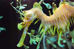 Birch Aquarium @ Scripps Institute of Oceanography: Sea Dragon