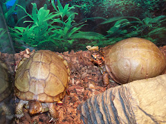 My Turtles -Miss Lucy and Mr. Turtle