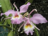 Orquideas venezolanas. Foto Cronos J Mejía