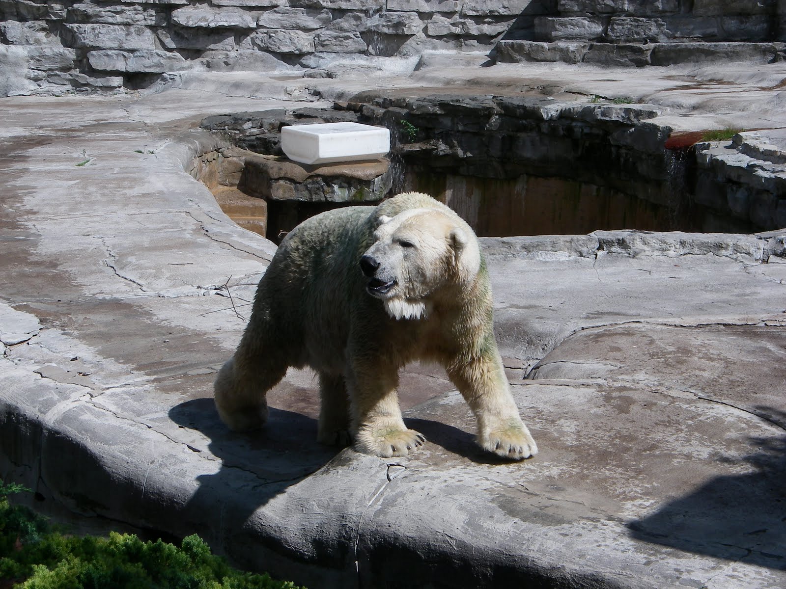 Sunny Buffalo A visit to the Buffalo Zoo