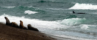 El canal de Ataque de Punta Norte - La meca para los fotógrafos de  vida salvaje