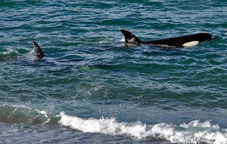 orcas nadando en Punta Norte Peninsula Valdes