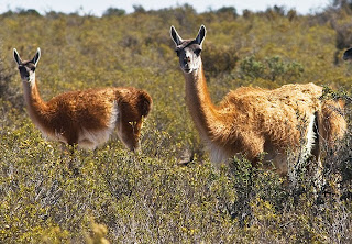 Guanacos en Península Valdés ecoturismo y la fauna