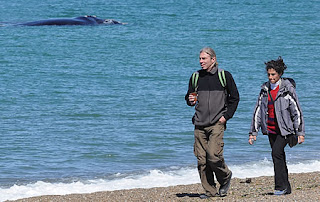 El Doradillo, Avistaje de ballenas, cada día es una experiencia inolvidable
