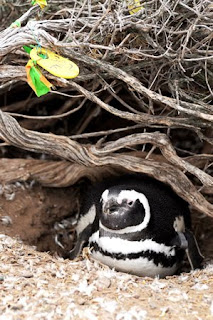 Punta Tombo - Científicos Trabajando entre Pingüinos 