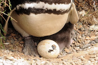 Pingüinos de Magallanes, la eclosión de los huevos