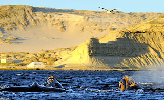 Avistaje de Ballenas, en Puerto Pirámides Península Valdés, rincón de la Patagonia Argentina