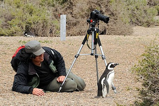 Fotografiando Pingüinos en la Estancia San Lorenzo