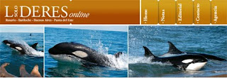Orcas de Punta Norte