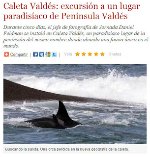 Orcas en Caleta Valdés - Nota en el Diario Jornada