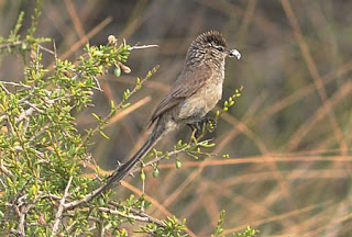 Coludito Cola Negra - Pájaro de Península Valdés