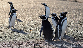  Pingüineapolis Punta Tombo