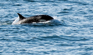 Temporada de Orcas ( killer whales) en Punta Norte Península Valdés - Patagonia Argentina