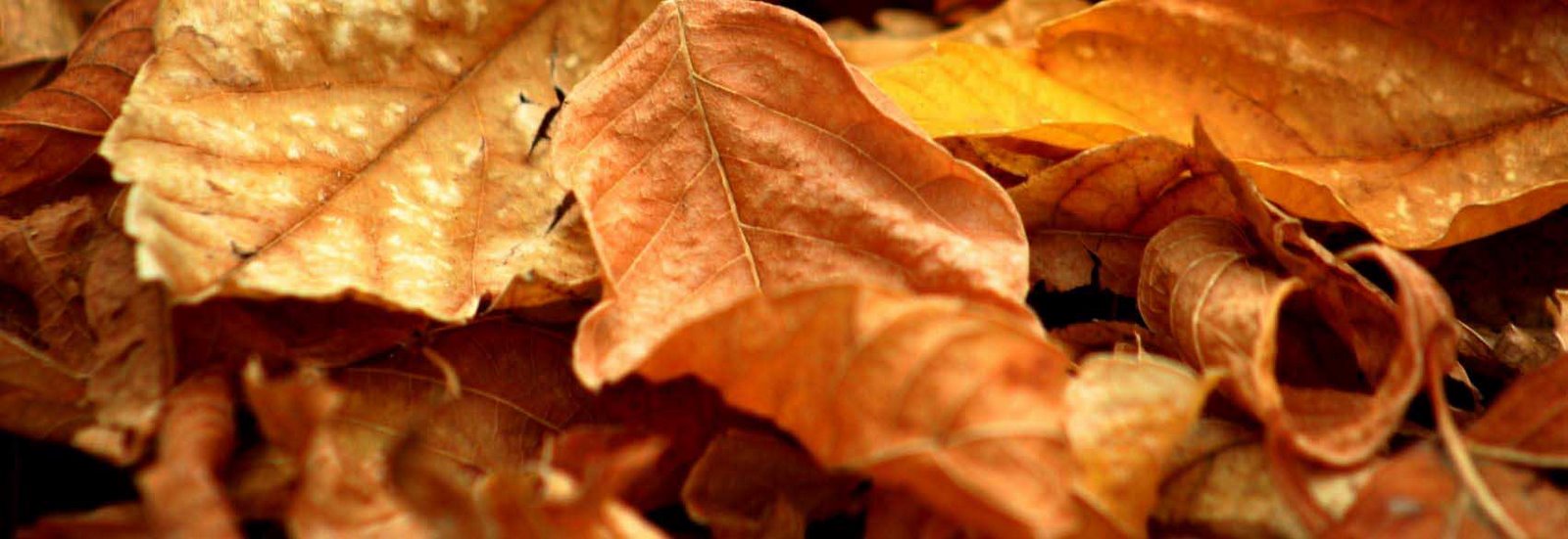 [Montemor-o-Novo-2.jpg]