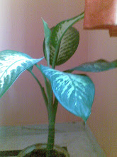 Corner of your Garden