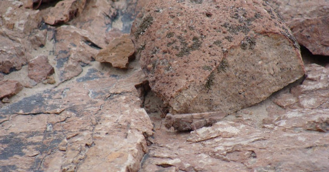 una langosta en un desierto