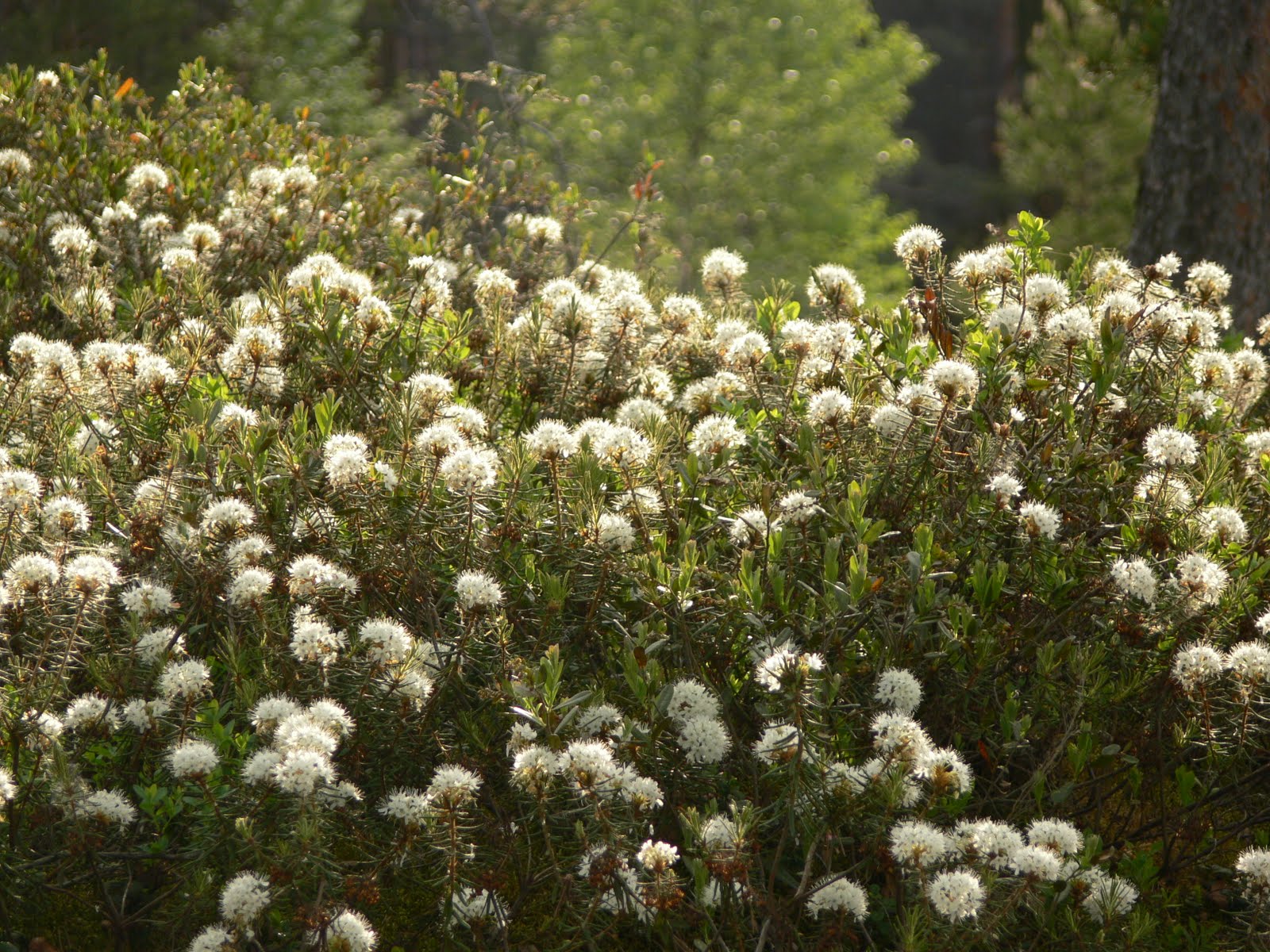Looduspildid: Sookail, Ledum palustre, Labrador tea