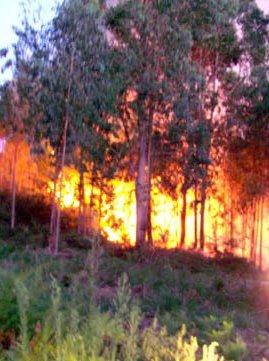 [Fogo+em+RÃ£s.jpg]