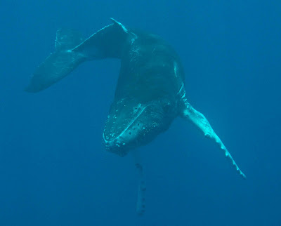 Whales off of Roca Partida