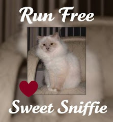 In Memory of Sweet Sniffie