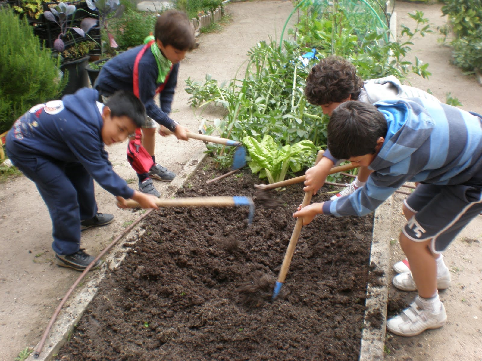 El Huerto ecológico de nuestro Cole: Berenjenas y pimientos
