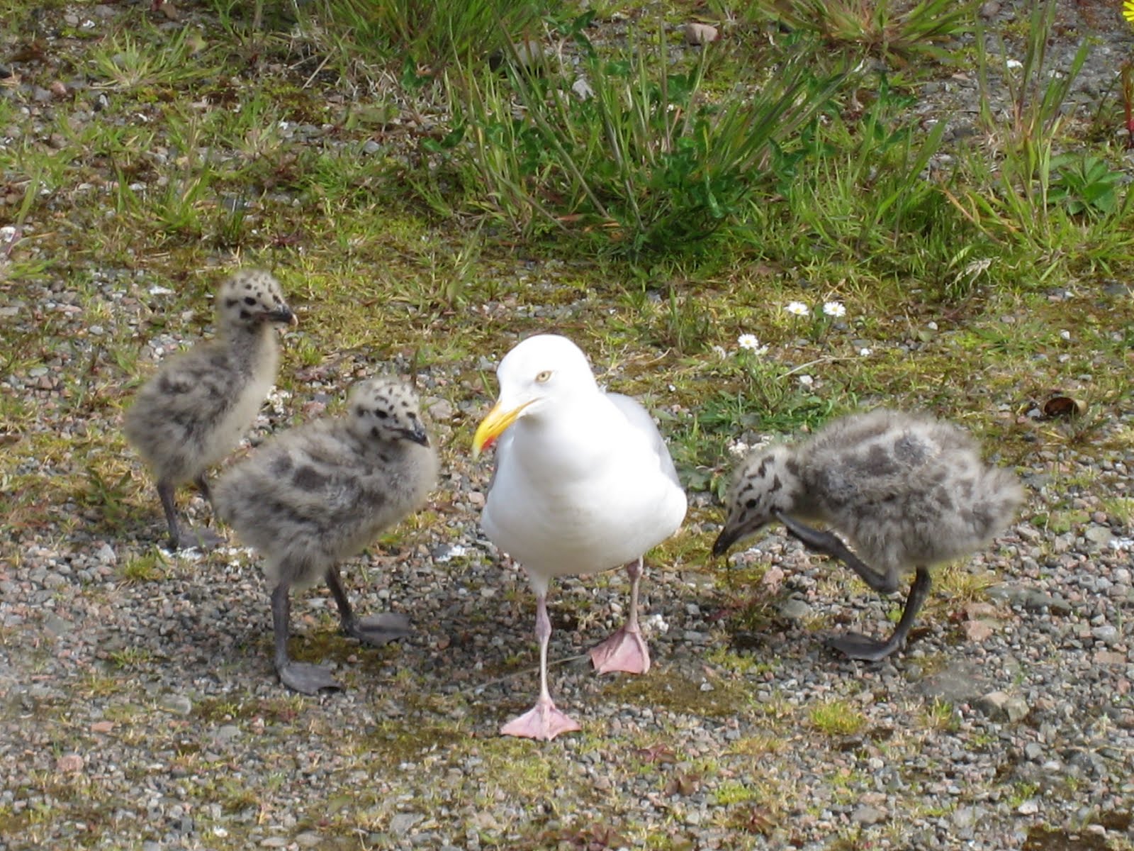 Dreams & Happy Things... Baby Herring Gulls in Scotland