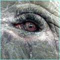Elephants Cry