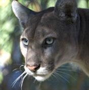 Florida Panther