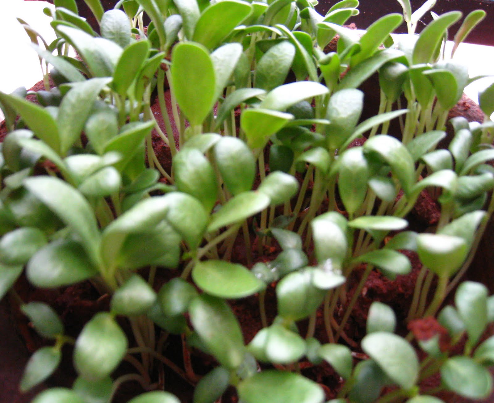  Besan&Methi[fenugreek] Leaves Paratha