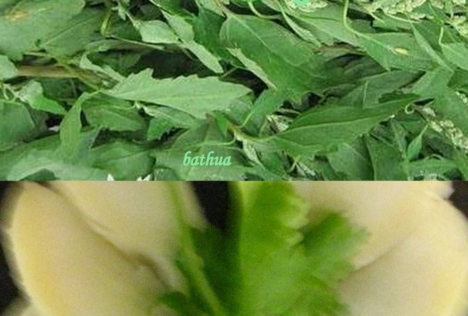 @: BATHUA PRATHA