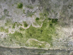 Photo - Detail/lichen - York Wall