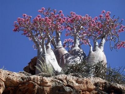 bynina: Rosa do Deserto (Adenium obesum)
