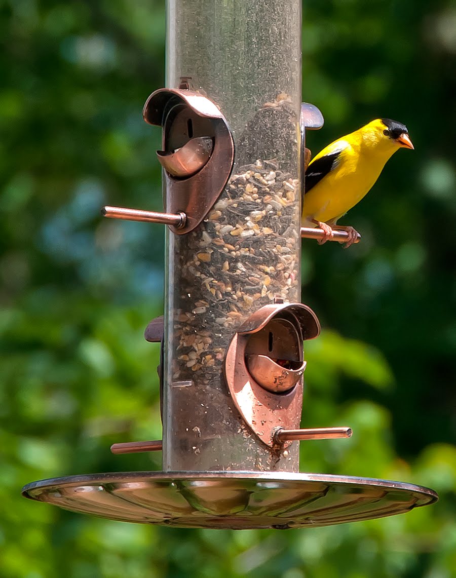 The Smith's of Western North Carolina: Goldfinch On Our Birdfeeder