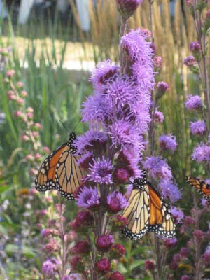 Purple blazing star flowers with orange monarch butterflies feeding