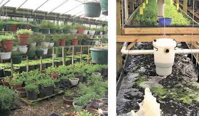 GP multi-tiered greenhouse at left, aquaponics system at right