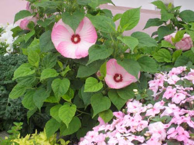 Pink and white hibiscus blooms